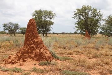 Termite mound in African Savannah. Several colonies.  Etosha National Park, Namibia