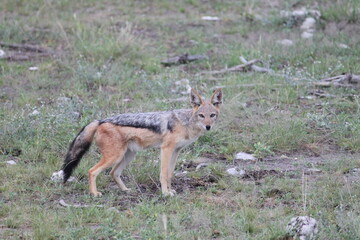 Cape black-backed jackal directly looks into camera in Etosha National Park, Namibia 