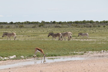 Drinking Springbok and herd of plains zebra peacefully share grass meadow in Etosha National Park, Namibia 
