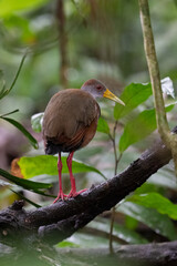The grey-cowled wood rail or grey-necked wood rail, Aramides cajaneus