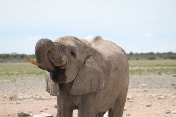 Obraz premium Detail of African bush elephant bull drinking at waterhole. Impressive encounter with wildlife at Etosha National Park in Namibia.