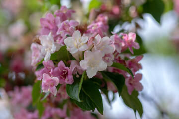 Obraz premium Weigela coraeensis pink white flowering shrub plant, group of colorful flowers in bloom