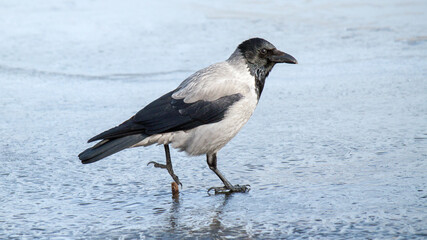 black winged blackbird
