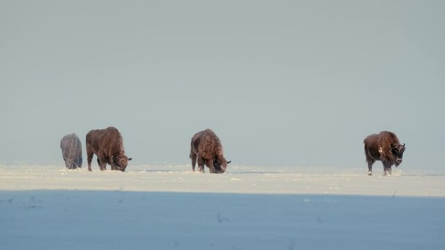 European Bison Grazing in Snowy Field at Golden Winter Sunrise
