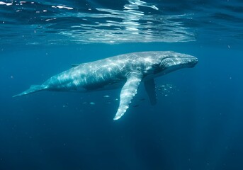 A Majestic Whale Swimming Gracefully Underwater, With Sunlight Shimmering on Its Back in a Tranquil Ocean Scene, Highlighting Its Smooth Skin and Powerful Tail