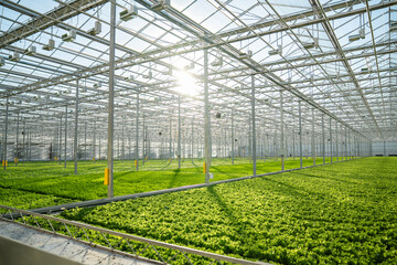 Lettuce in modern greenhouse with automated irrigation, climate control. Precise watering, humidity...