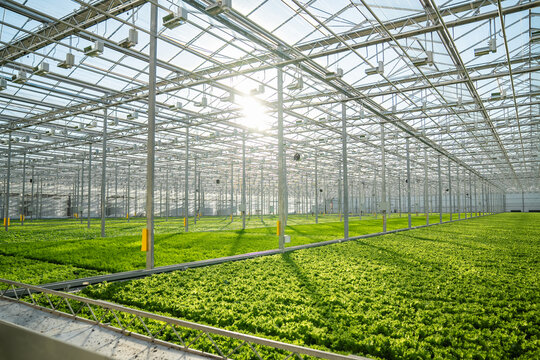 Lettuce in modern greenhouse with automated irrigation, climate control. Precise watering, humidity maintenance for optimal crop health, efficient agriculture technology, sustainable farming