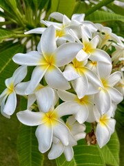 white frangipani flowers