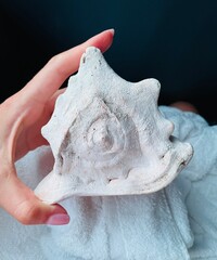 sea shell on a black background