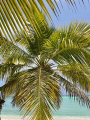 coconut palm tree