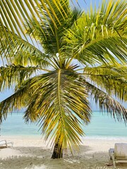 palm tree on the beach