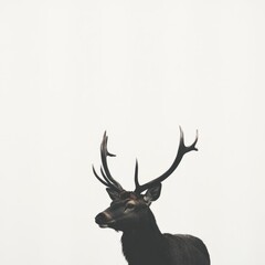 Majestic Stag: Antlers silhouetted against a white background, portrait shot.
