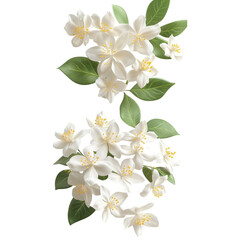 Obraz premium Jasmine Flowers Isolated on White Background