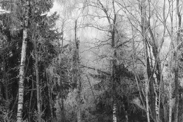 By the Olterudelva Valley, Toten, Norway, a day of February.