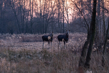 Silent watchers of the woods Two Moose stand alert at the edge of a dark forest as twilight...