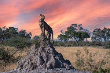 Africa wildlife. Panthera leopard, Panthera pardus, levhart, predator native Africa, Botswana....