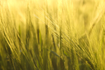 An abstract green grass field stretches across the image, creating a vibrant and natural background. The composition includes a subtle border, offering space for text or additional design elements