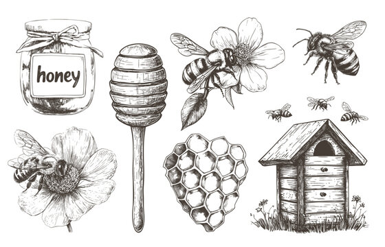 honey engraving set. jar honeycomb hive bee flower spoon, healthy food sweet insect pollen natural beekeeping apiary farm drawing sketch monochrome vector illustration