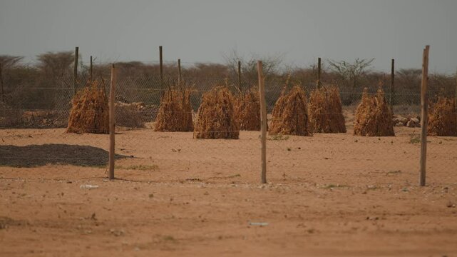 Sheaves of corn stalks dry in sun in fenced area. Stalks can be used as livestock feed and will help reduce cost of feeding cattle