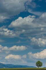 Obraz premium Lonely Tree.