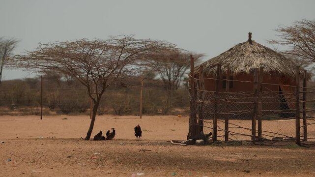 Traditional african round house bomas made of clay under thatched roof and brood of chickens near pen fenced with net. Inhabitants of settlements in savannah are engaged in cattle and poultry farming