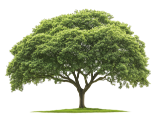 A majestic green tree with a curved trunk on a white background