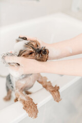Yorkshire terrier being bathed by gentle hands to maintain hygiene and cleanliness. Water splashes and soap bubbles create a playful yet essential grooming process dog owner grooming