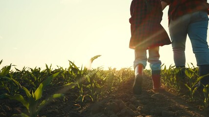Business agriculture, mother holding little girl hand corn field sunset, mother farmer child daughter walking corn fields, happy family, little girl farmers woman walking fertile soil farm, concept