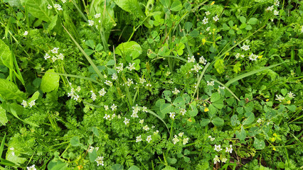 Lady's venus-comb (Scandix pecten-veneris), one of the early heralds of the Mediterranean spring, strives to display its tiny white flowers amidst the green grasses.