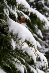 Close-up of coniferous tree branches. Winter snow-covered trees
