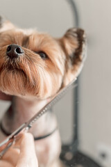 Yorkshire Terrier head grooming session in a professional salon, with precise trimming techniques ensuring silky fur, clean lines, and a stylish look that enhances the breed's elegance