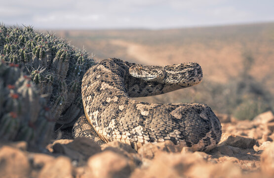Close-up of a Large adult puff adder (Bitis arietans) next to a cactus in the desert coiled and ready to strike, Guelmim-Oued Noun, Morocco