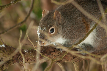 squirrel on the tree