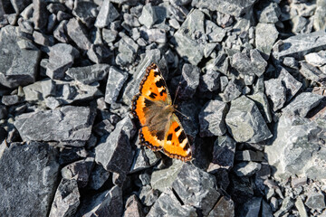 Vibrant Butterfly Amidst gold ore Grey Stones. Concept technological threat to environment from open pit mining.