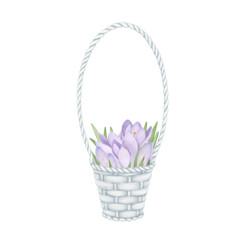 White wicker basket with purple crocuses. Delicate hand-drawn illustration on a white background. Spring flower clipart for wedding invitations, greetings, postcard design