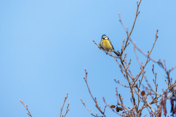 Colorful little bird is on the branch. Small Eurasian blue tit