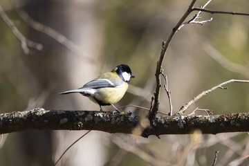 Great tit, little yellow black bird is on the branch. Close up