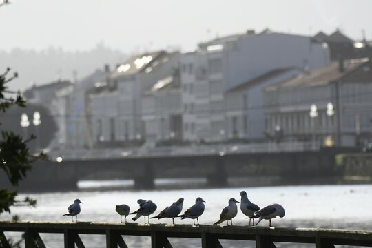 Puente de Cedeira y gaviotas reidoras, Galicia, Spain