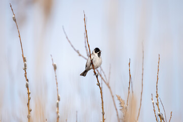 Little bird is on the branch on a sunny spring day