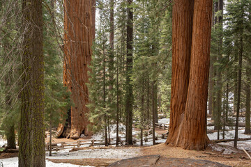 Giant Sequioa Trees in Sequioa National Park, California. 
