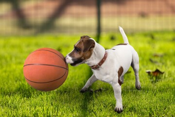 Cute smart happy dog pet sitting on a meadow