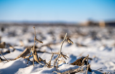 Selective focus on crop residue in a barren field covered with snow during winter. 