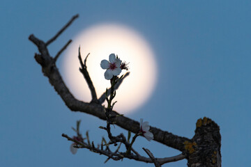 Flor del almendro.