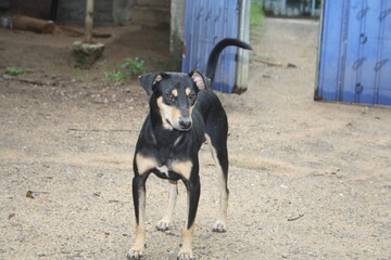 black dog