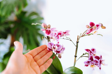 purple blooming phalaenopsis orchid