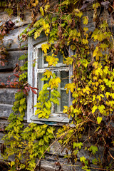 Wooden wall and aged retro window frame of old abandoned house in a village. Eco facade covered with rambling ivy vine with autumn carved yellow leaves. Simple beauty of fall season, foliage texture.