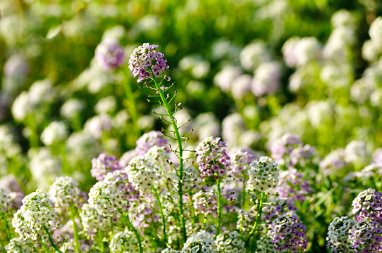 Spring floral landscape - field of Lobularia maritima flowers- common name sweet alyssum or sweet alison. Selective focus at the upper flower