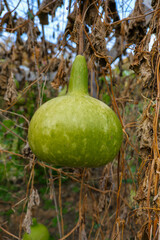 Butternut squash.Ripening Green Gourd Hanging. Green pumpkins and brown withered leaves in the autumn garden.Growing and harvesting large-fruited butternut pumpkin.Autumn pumpkin season 