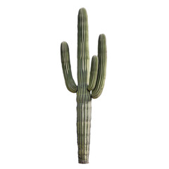A tall and mature Saguaro cactus (Carnegiea gigantea) isolated on a transparent background. This iconic desert plant features a thick central trunk with multiple upward-reaching arms