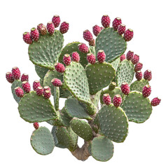 A vibrant prickly pear cactus (Opuntia) with lush green pads and bright red fruit, isolated on a transparent background.